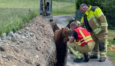 Pferd stürzt in Graben – Feuerwehr rückt an