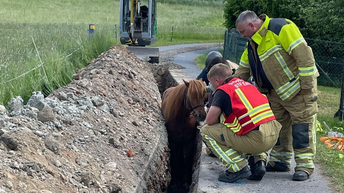 Pferd stürzt in Graben – Feuerwehr rückt an