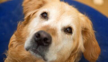 Hund startet nach illegalem Welpentransport neu