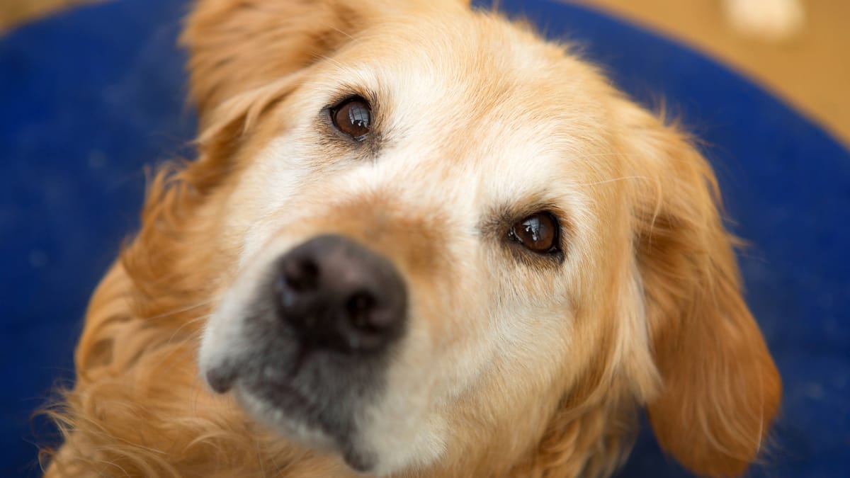 Hund startet nach illegalem Welpentransport neu