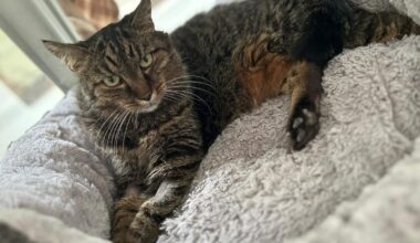 Katzen Kessi will Freigang – wer hilft der Omi?