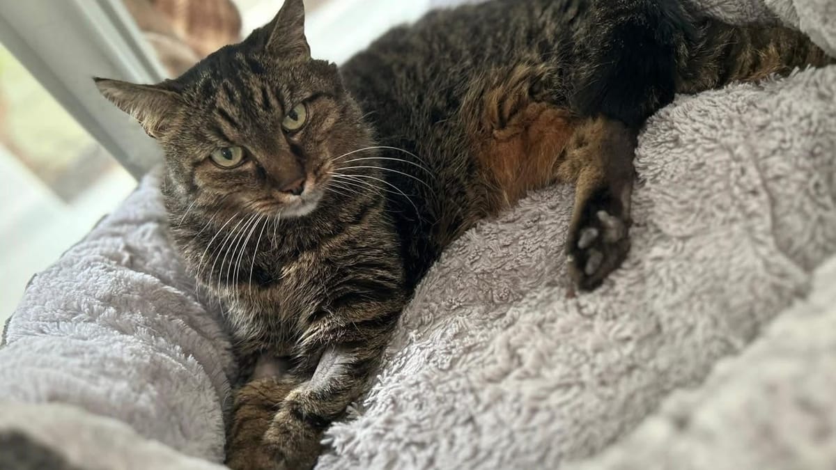 Katzen Kessi will Freigang – wer hilft der Omi?