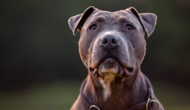Stadt plant geringere Steuer für gefährliche Hunde