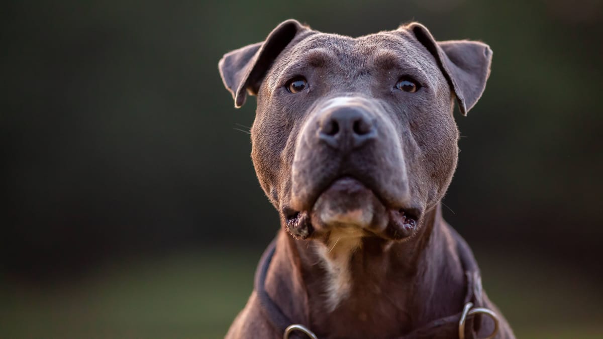 Stadt plant geringere Steuer für gefährliche Hunde