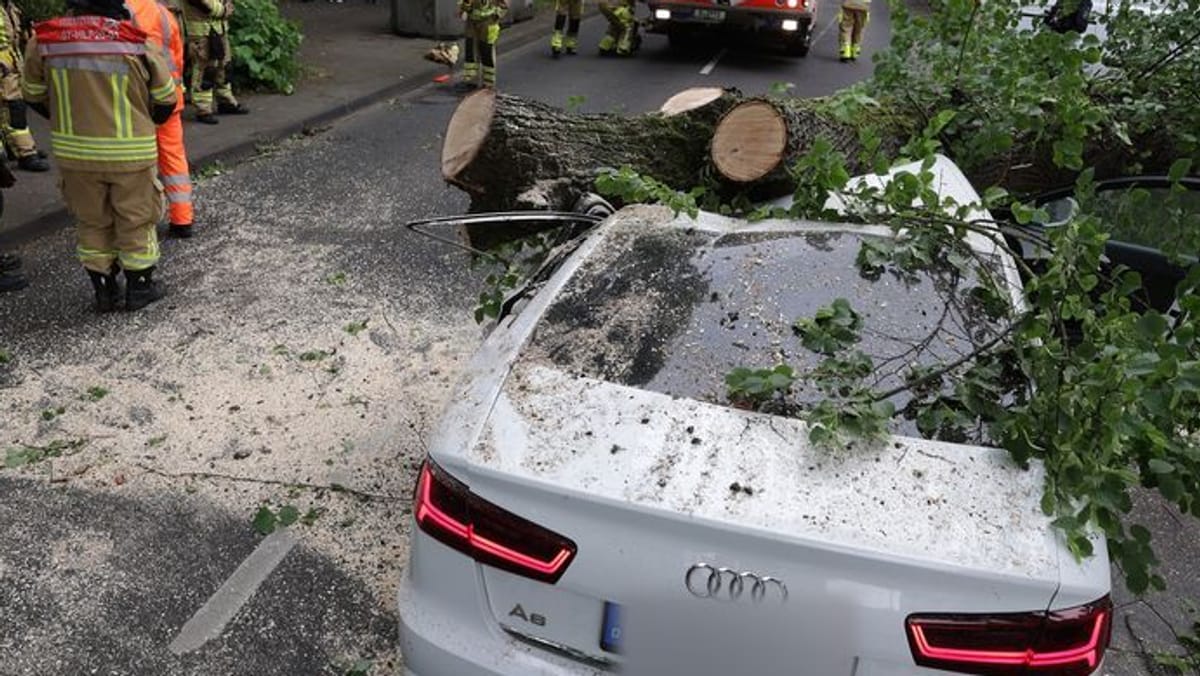 Baum stürzt plötzlich auf fahrendes Auto