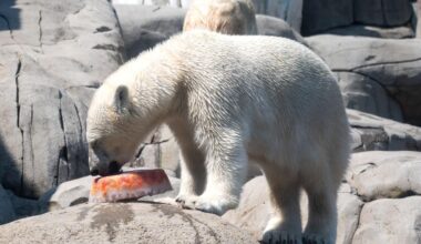 Hagenbecks Tierpark: Au revoir: Eisbär-Mädchen Anouk hat Hamburg verlassen