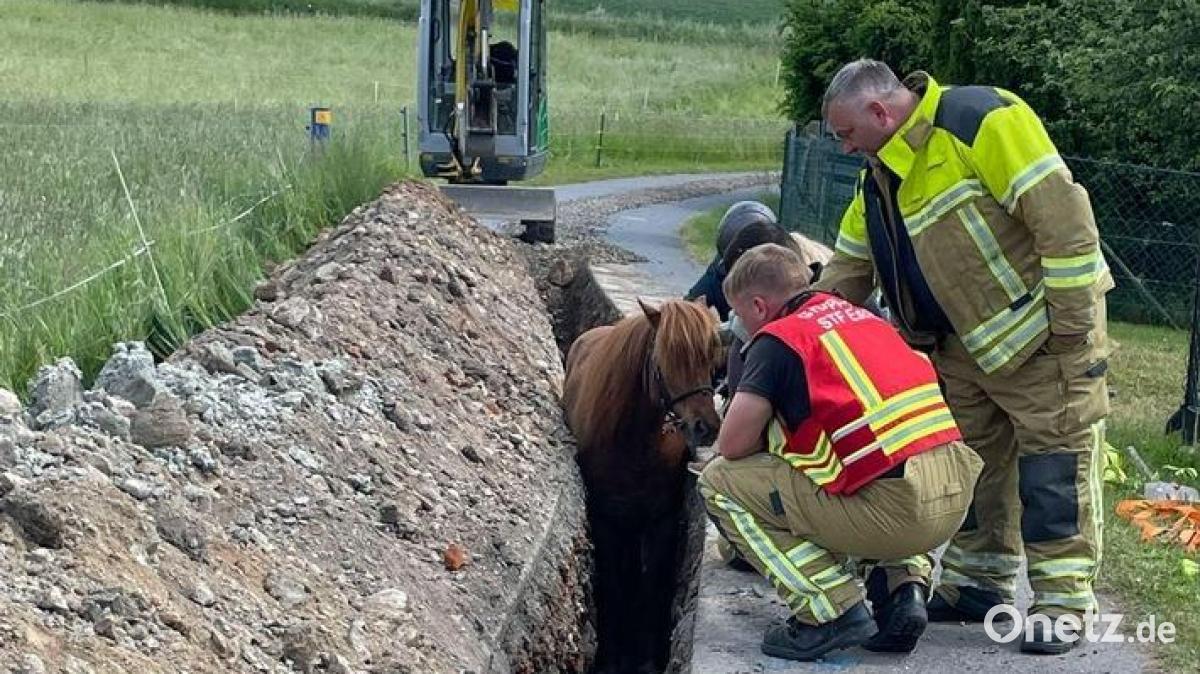 Feuerwehr rettet Islandpferd aus Graben in Dresden