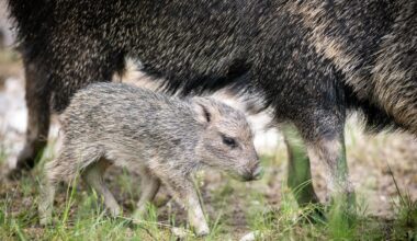 Tiergarten Nürnberg meldet Geburt seltener Chaco-Pekaris