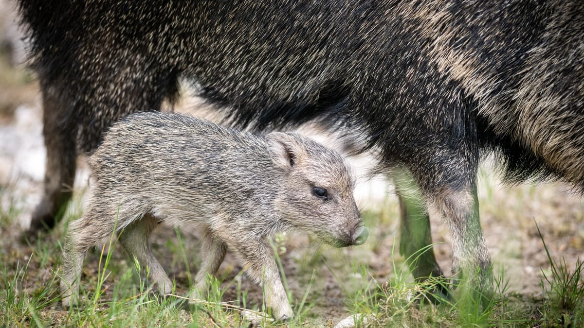 Tiergarten Nürnberg meldet Geburt seltener Chaco-Pekaris