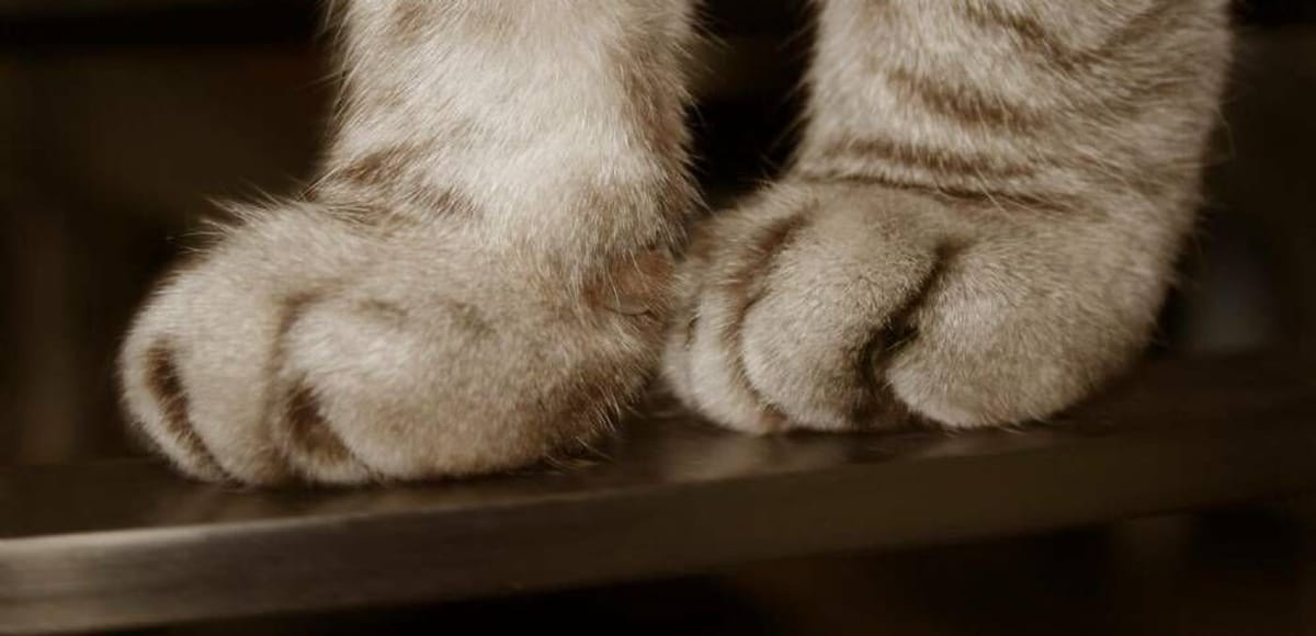 Tierheim nimmt Abschied von Hofkatze Tyra