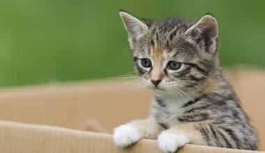 Mann bietet Katzen in S-Bahn zur Adoption an – Polizei alarmiert