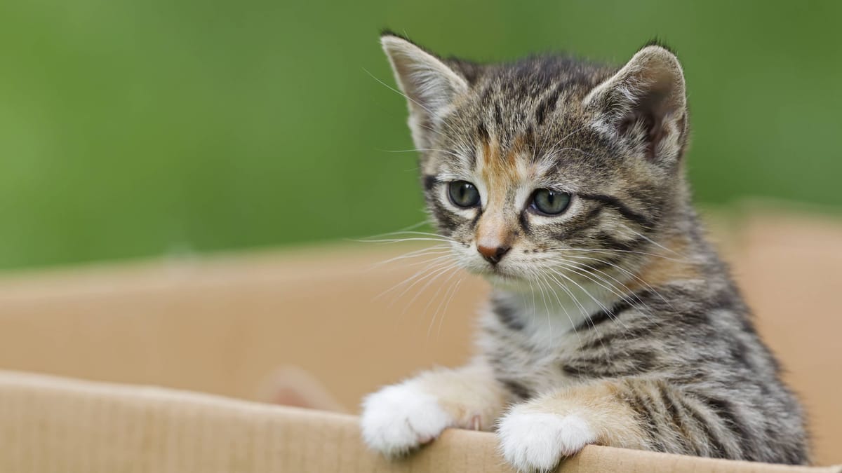 Mann bietet Katzen in S-Bahn zur Adoption an – Polizei alarmiert