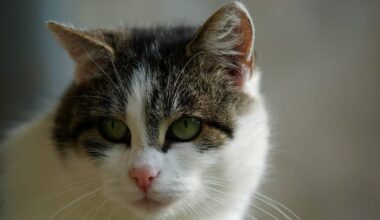 Tierheim Braunschweig trauert um langjährigen Bewohnerin – Hofkatze tot