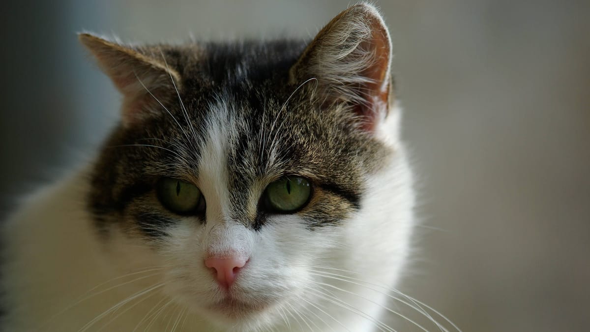 Tierheim Braunschweig trauert um langjährigen Bewohnerin – Hofkatze tot