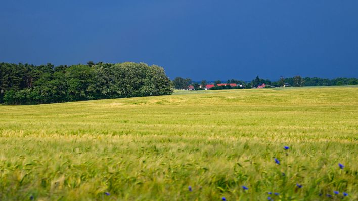 Dunkle Regenwolken ziehen über die Landschaft im Landkreis Märkisch-Oderland im östlichen Brandenburg (Quelle: DPA/Patrick Pleul)