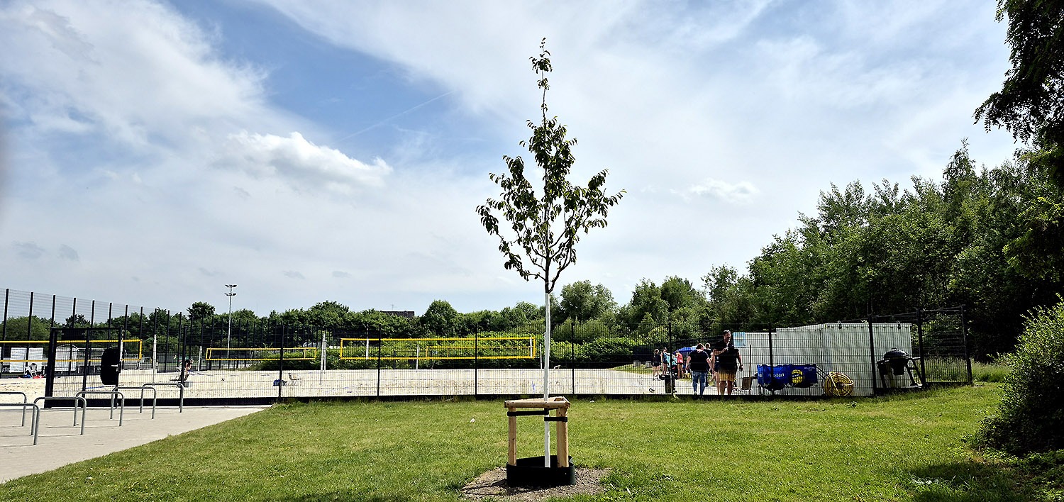 2024/2025 - Der Preußenbaum wurde im Rahmen der Saisonspende 22/23 gepflanzt