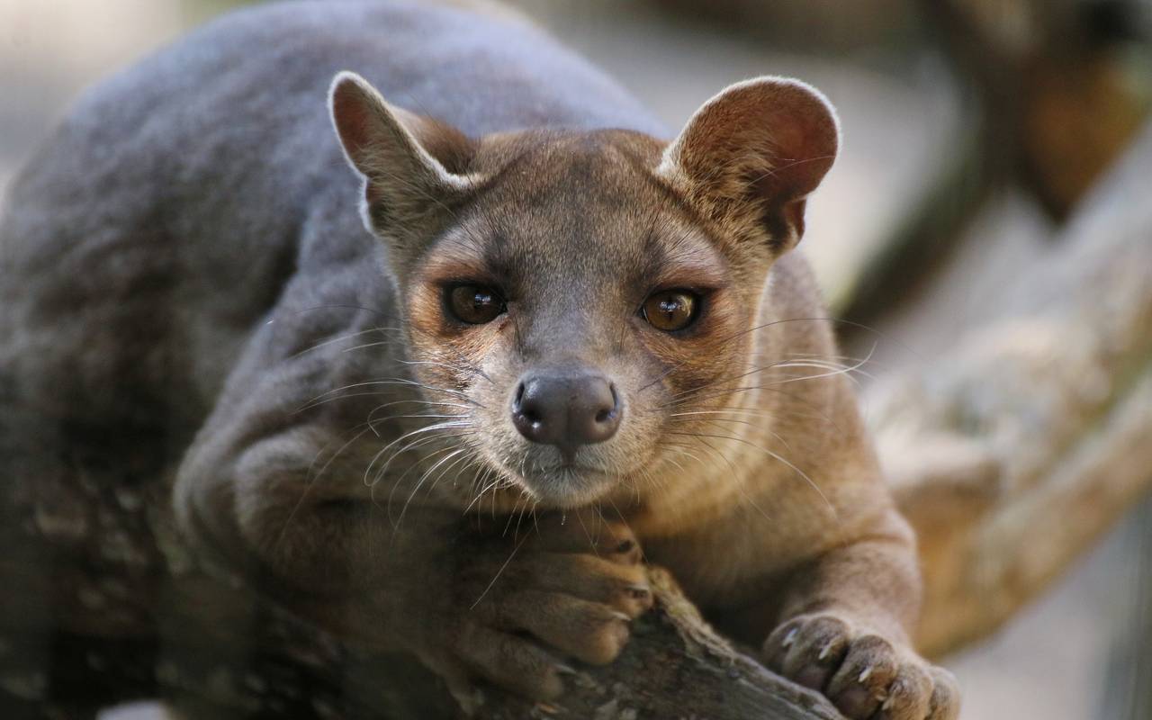Fossa im Zoo Duisburg