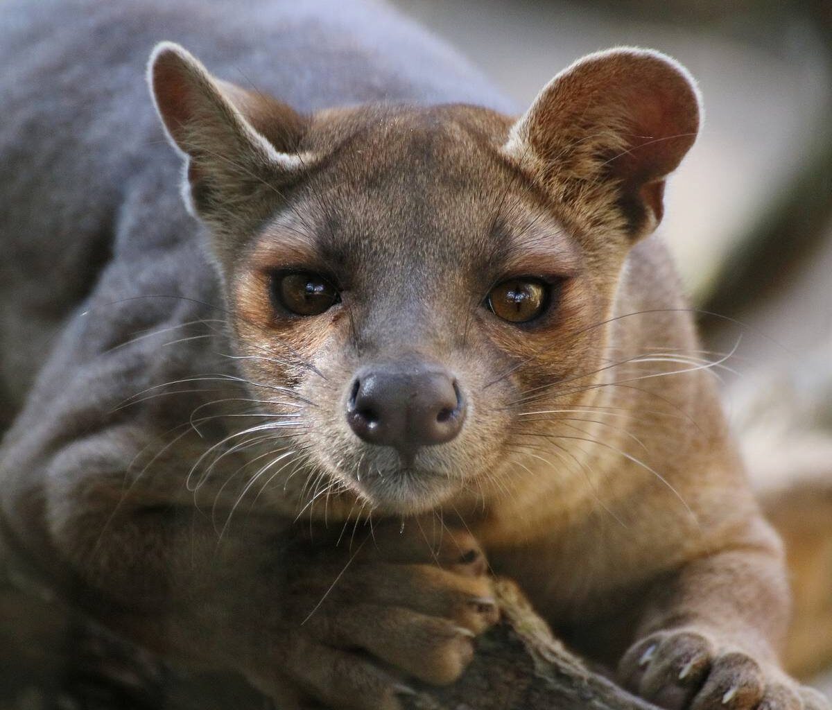 Zoo Duisburg eröffnet Warmhaus für Fossas