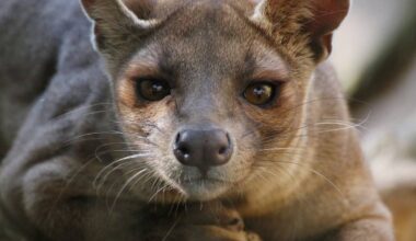 Zoo Duisburg: Warmhaus für die Fossas