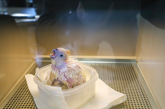 Handaufzucht Kakadu Zoo Karlsruhe Orangehaubenkakadu-Dame Nelly wurde auch im Büro von Reinschmidt aufgezogen.
