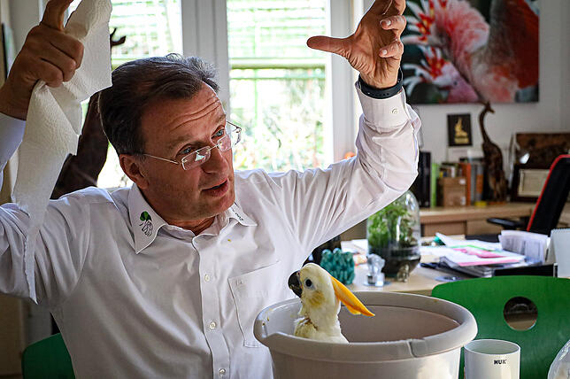 Kakadu-Baby am 24. März 2025 Orangehaubenkakadu-Dame Nelly wurde auch im Büro von Reinschmidt aufgezogen.