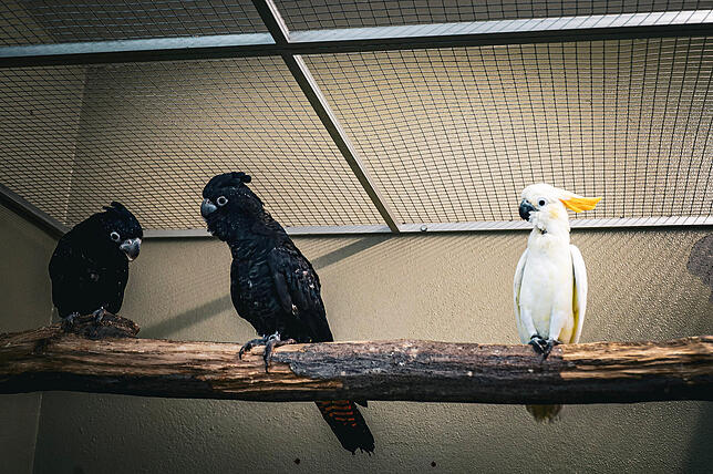 Kakadu Nelly: Von der Handaufzucht in den Vogelschwarm Zoodirektor Matthias Reinschmidt mit ka-news.de im Vogelkindergarten.