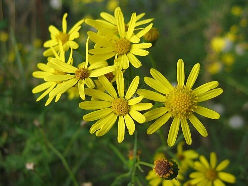 Das Schmalblättrige Greiskraut (Bild) ist verwandt mit dem Jakobskreuzkraut - bringt aber ein zusätzliches Problem mit: seine Trockenheitsresistenz. - © cc by sa 30/wikipedia
