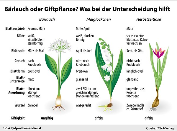 Auf diese Merkmale sollte man achten, um Bärlauch nicht mit Maiglöckchen zu verwechseln. Die Grafik zeigt auch die Merkmale der giftigen Herbstzeitlosen. - © dpa-infografik GmbH/dpa-tmn