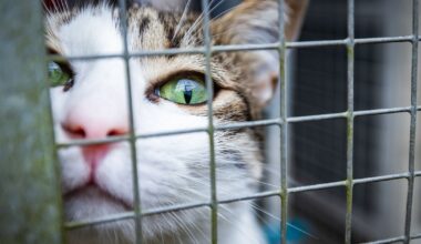 Wochenendtipps für Bielefeld: Familienfest im Tierheim, Rochdale-Festival und Flohmarkt
