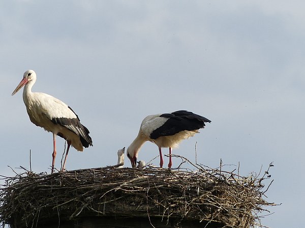 Fotografin Angela Synowzik erwischte gleich zwei Jungstörche im Nest der Johannisbachaue am Obersee. - © Angela Synowzik