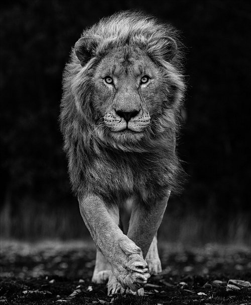 Lars Beusker ist fasziniert von wilden Tieren. Sein Markenzeichen: Tiger, Löwe und Co. sollen im Augenblick des Fotos in die Kamera schauen. - © Lars Beusker