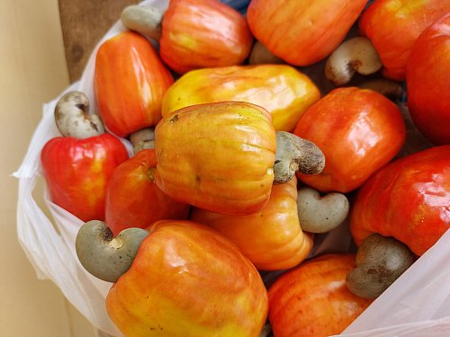 Bislang wurden die Äpfel, unter denen die Cashewnüsse hängen, nicht verwertet. Durch Karin Gaesings Projekt Wertschöpfungskette Cashew ist das jetzt anders. - © Karin Gaesing