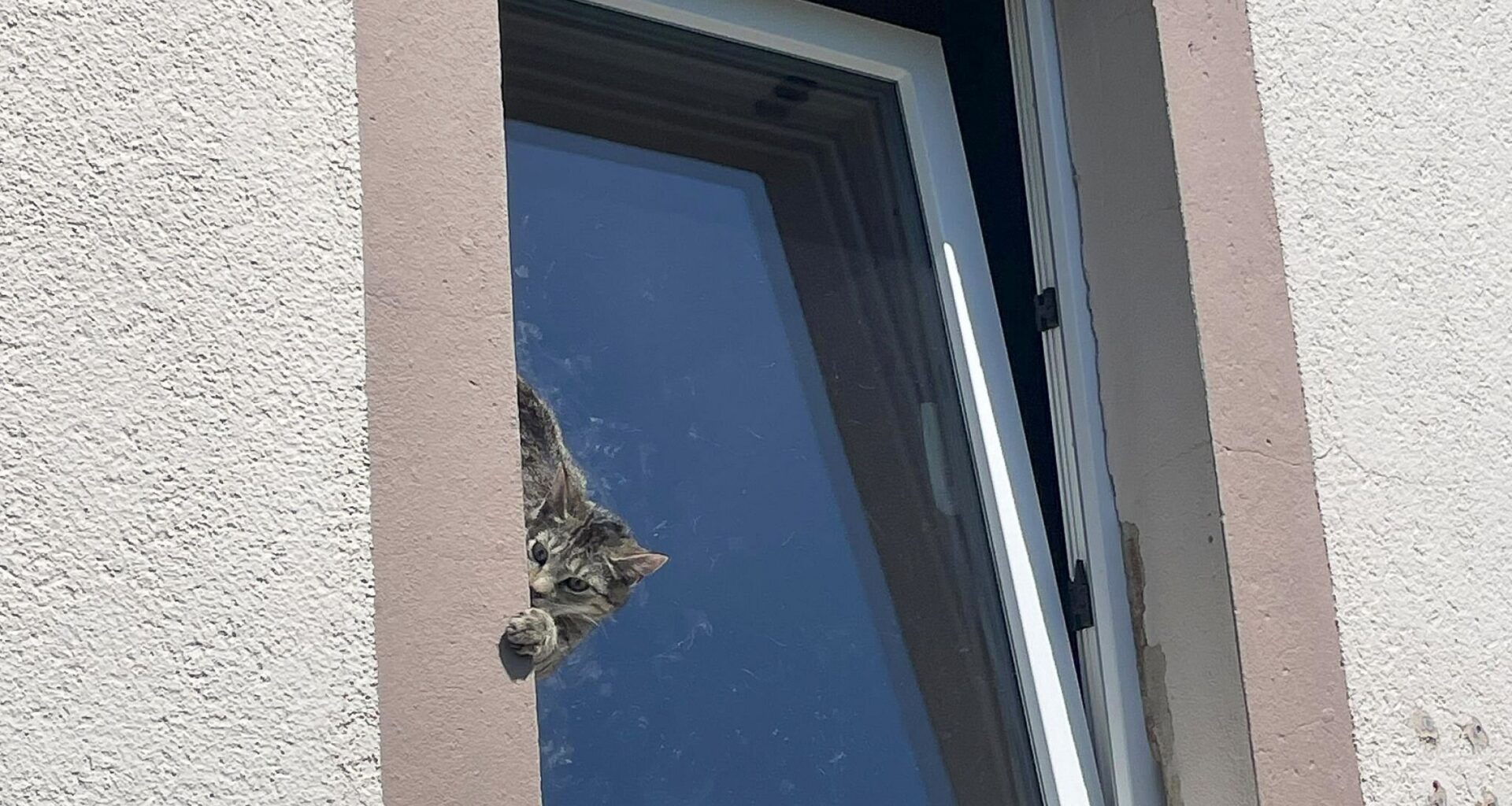 Feuerwehr rettet Katze aus gekipptem Fenster | Haller Kreisblatt