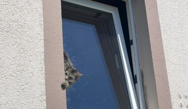 Feuerwehr rettet Katze aus gekipptem Fenster | Haller Kreisblatt