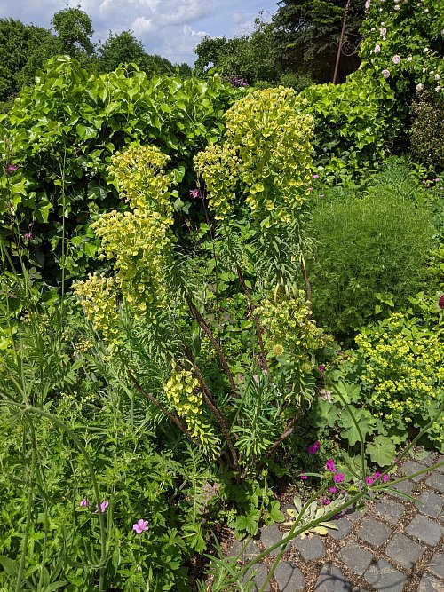Mehrere Wolfsmilch-Arten haben Fabers im Garten – sie blühen üppig und kommen gut mit der Trockenheit klar. - © Anja Hanneforth