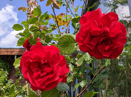 Dutzende Rosen ranken sich an den Hauswänden oder wie hier am Wintergarten hoch. - © Anja Hanneforth