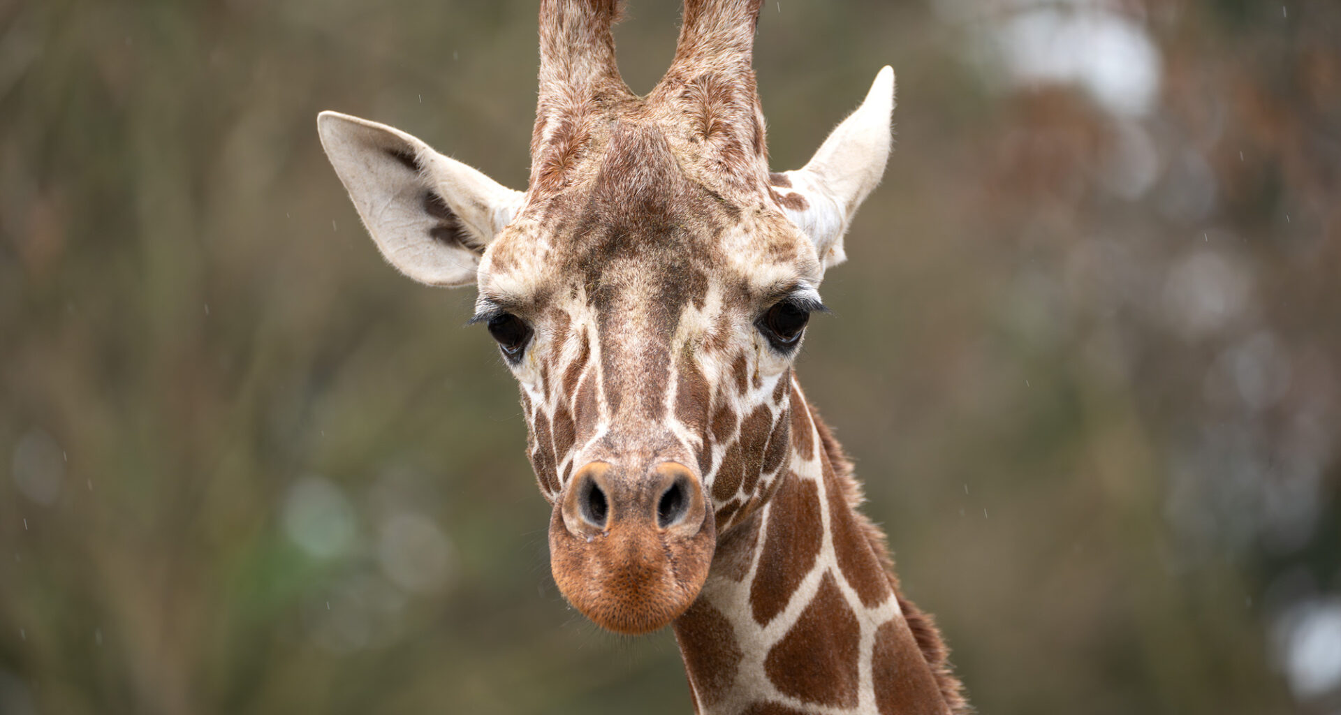 Wilhelma Stuttgart: Giraffe Tilodi verstorben - Nachrichten aus Stuttgart
