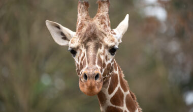 Wilhelma Stuttgart: Giraffe Tilodi verstorben - Nachrichten aus Stuttgart