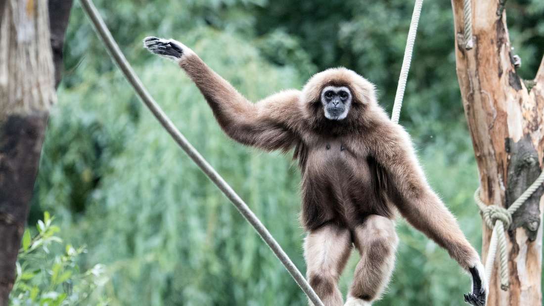 Zoo Wuppertal ein Affe klettert auf einem Seil 