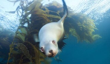 Ferris Jabrs Buch über die Entstehung des Lebens, „Das Erwachen der Erde“