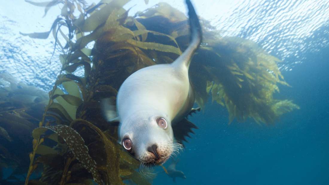Ferris Jabrs Buch über die Entstehung des Lebens, „Das Erwachen der Erde“