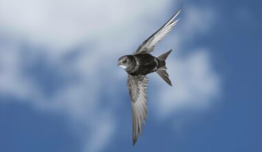 Buch über Mauersegler: Immer in der Luft