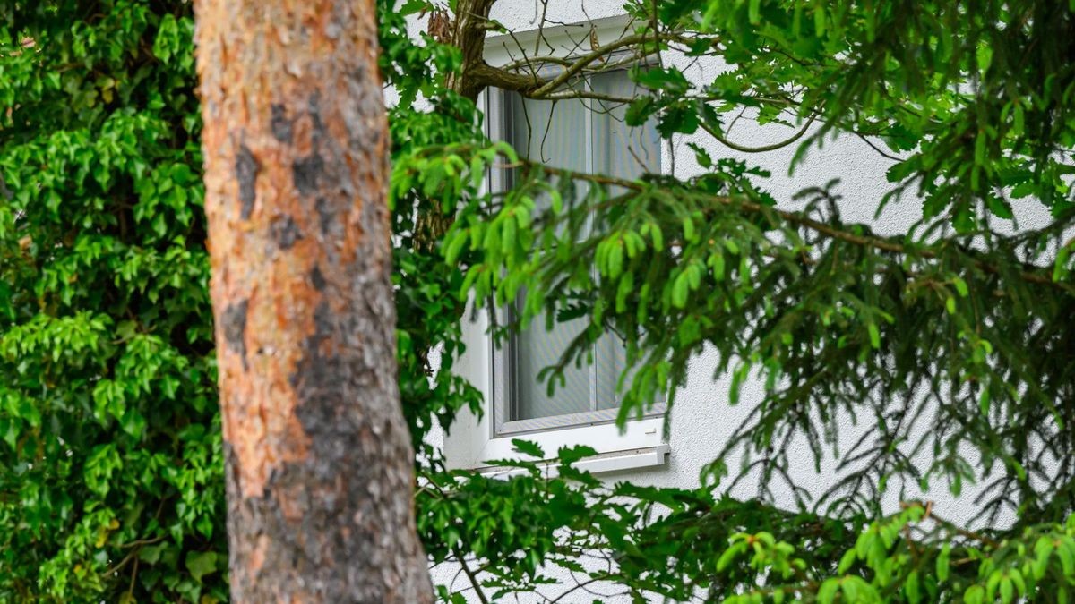 Hinter dichten Bäumen ist ein Fenster eines Einfamilienhauses in Zernsdorf zu sehen, in dem Durchsuchungen stattfanden.