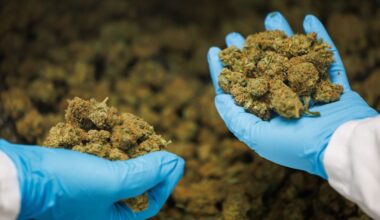 "Verstörender Anstieg": Warken will Zugang zu medizinischem Cannabis einschränken