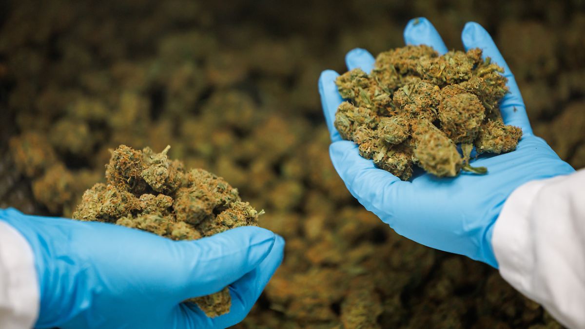 "Verstörender Anstieg": Warken will Zugang zu medizinischem Cannabis einschränken