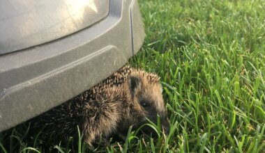 Tödliche Gefahr für Igel: Was München gegen Mähroboter tun will - München