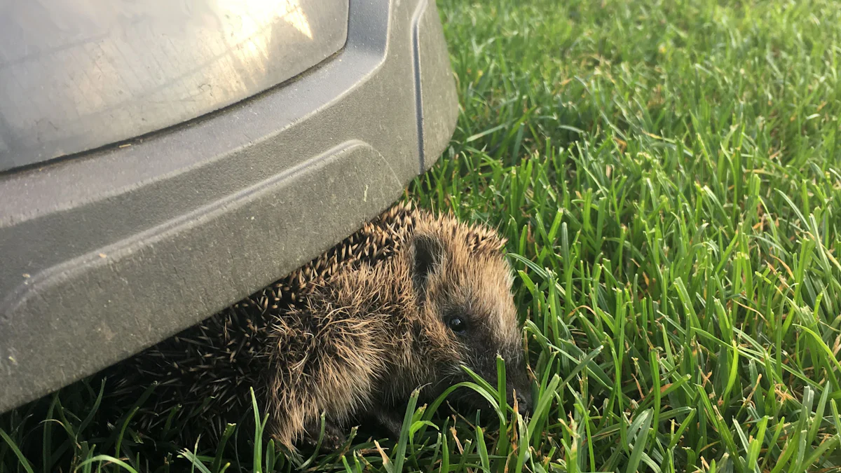 Tödliche Gefahr für Igel: Was München gegen Mähroboter tun will - München