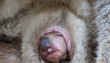 Zoo Dresden: Koala-Baby schaut zum ersten Mal aus dem Beutel | Regional