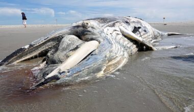 Nach Sylt und Wangerooge: Toter Buckelwal vor Sankt Peter-Ording angespült | Regional