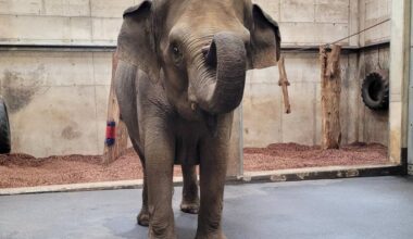 Zoo Hannover: Rührende Szenen! Elefanten spüren genau, wer da ist